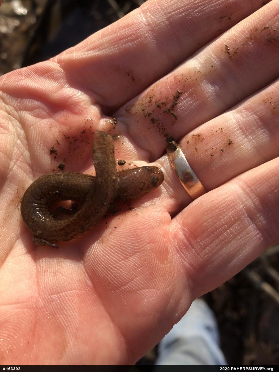 Northern Spring Salamander