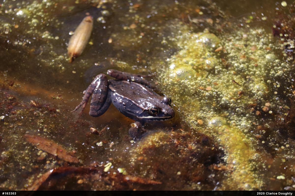 Wood Frog