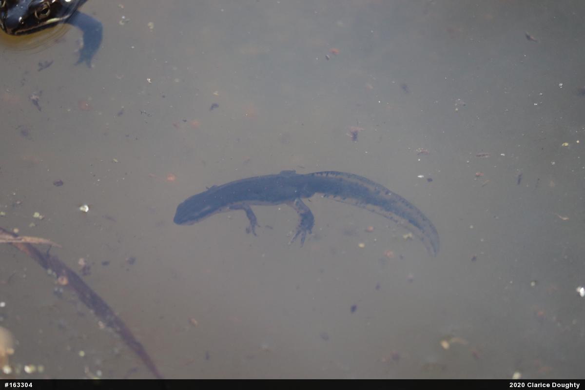 Red-spotted Newt