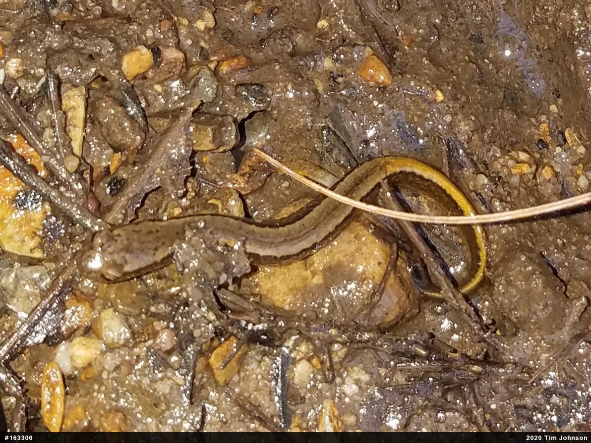 Northern Two-lined Salamander