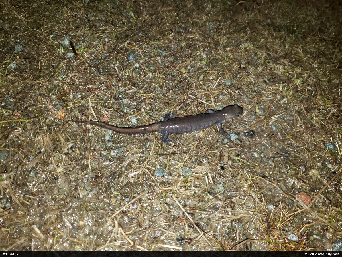 Jefferson Salamander