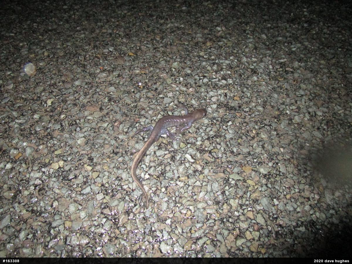 Jefferson Salamander