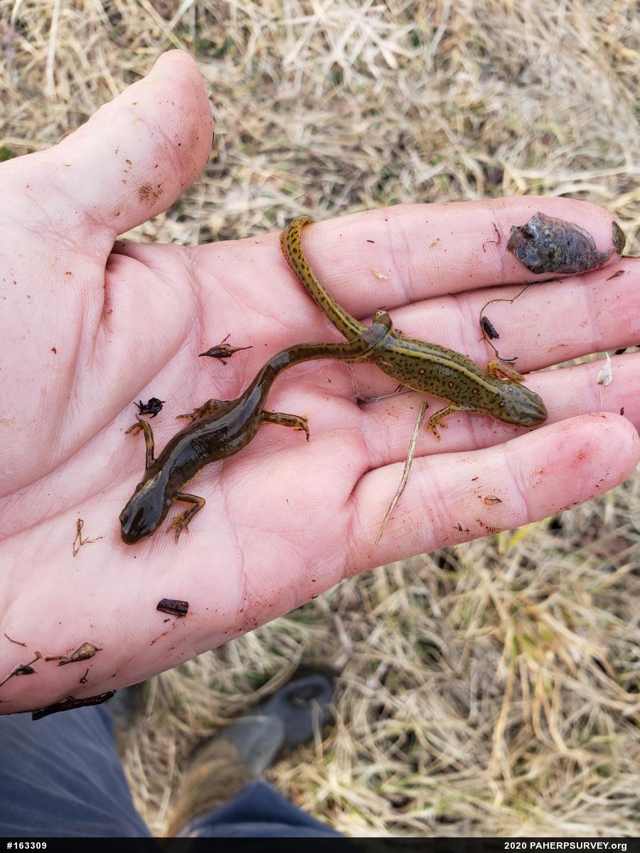 Red-spotted Newt