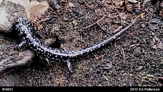 Northern Slimy Salamander