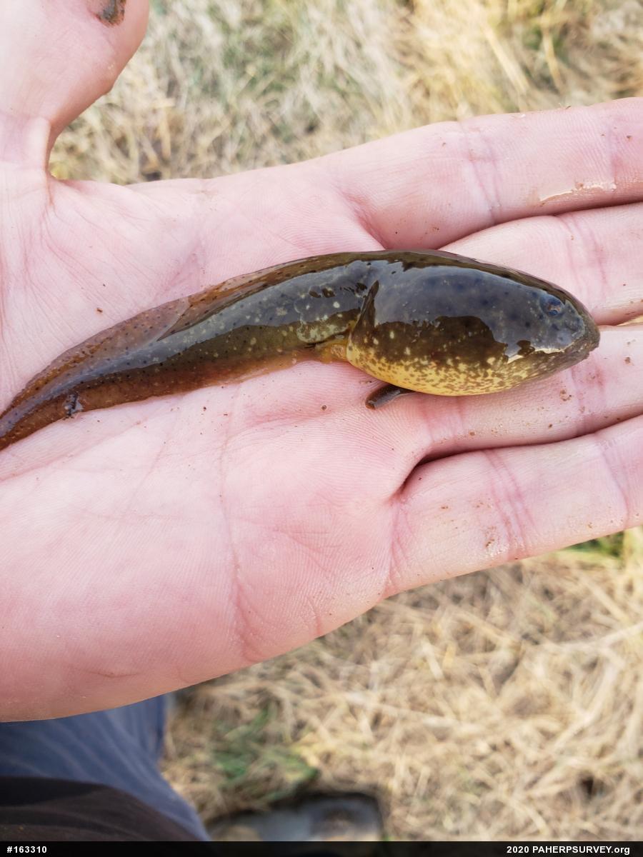 American Bullfrog