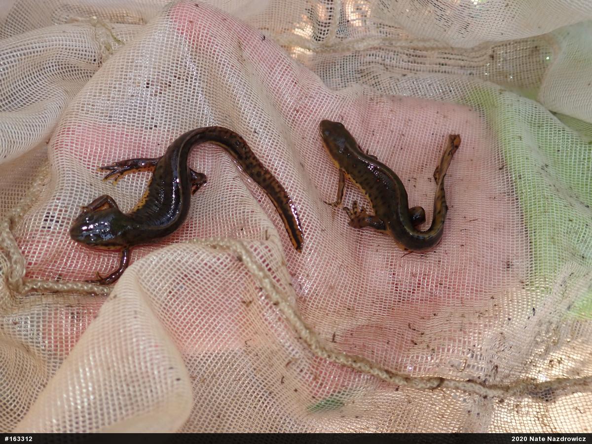 Red-spotted Newt