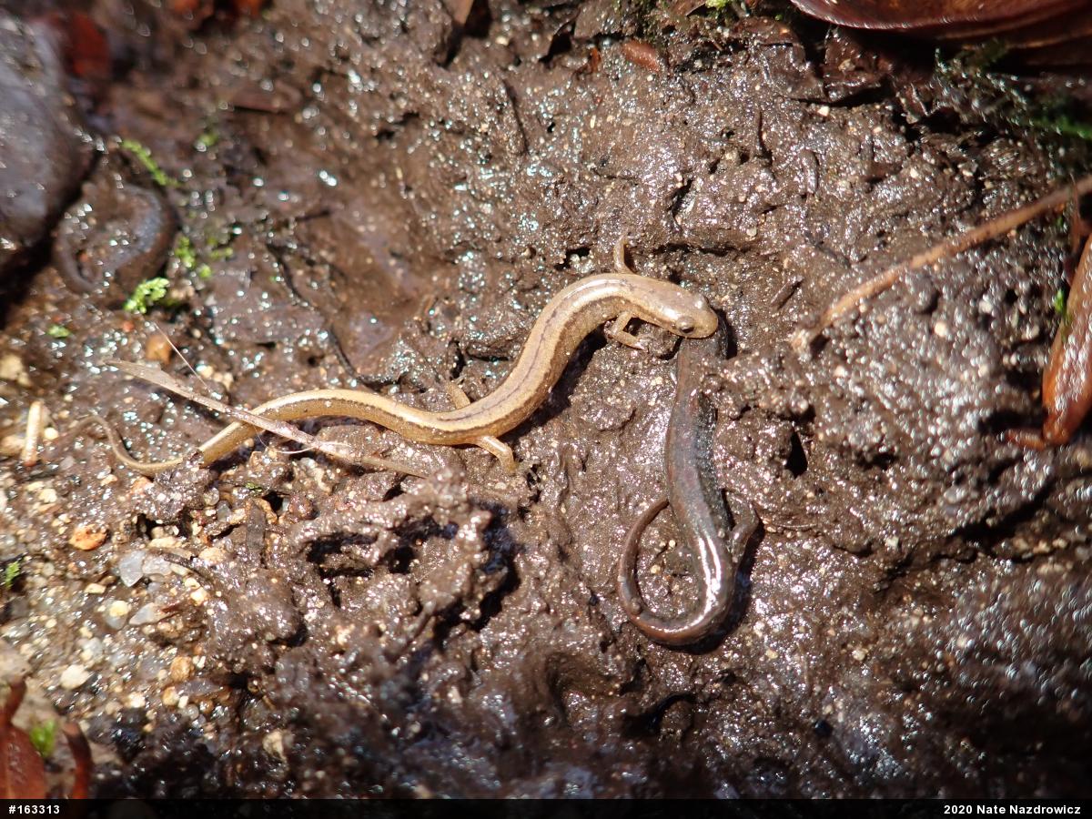 Northern Two-lined Salamander