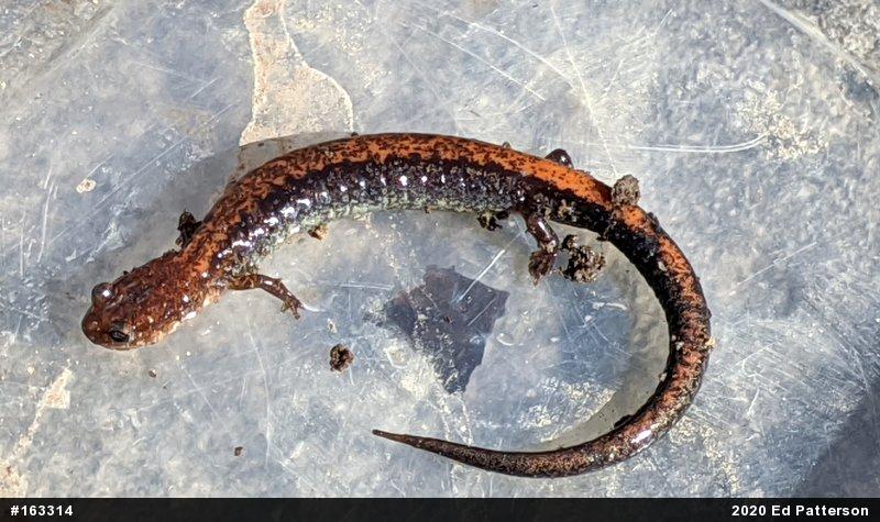 Eastern Red-backed  Salamander