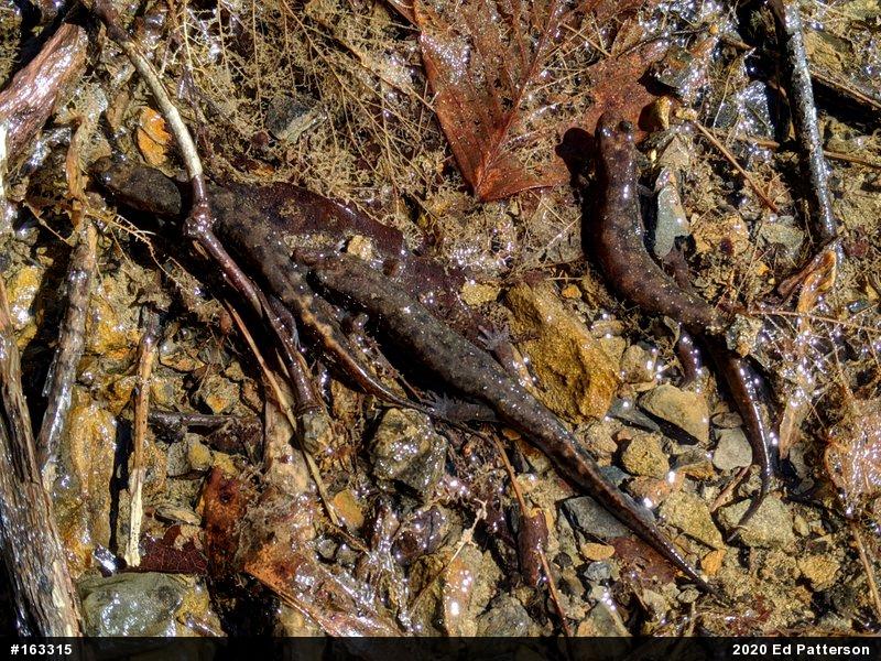 Seal Salamander