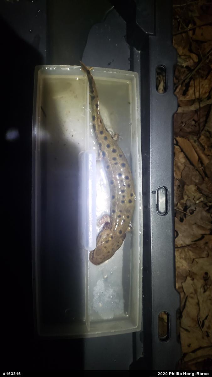 Common Mudpuppy