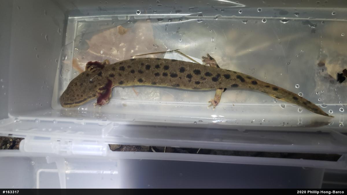 Common Mudpuppy