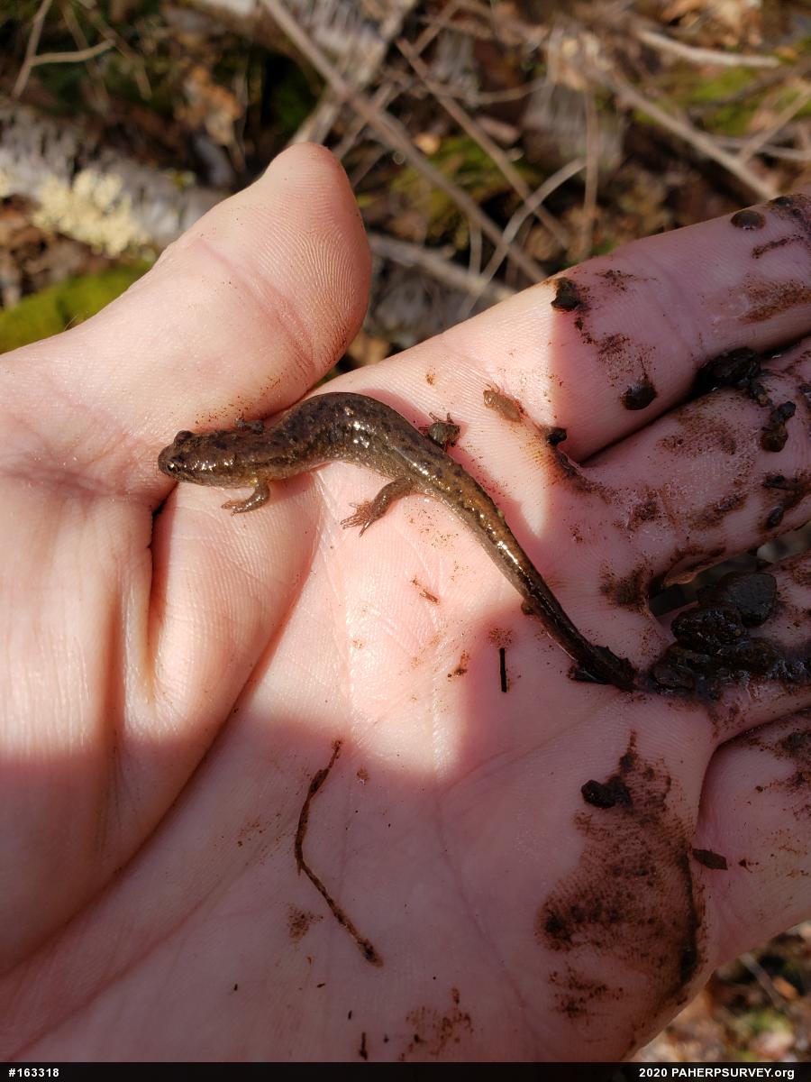 Northern Dusky Salamander