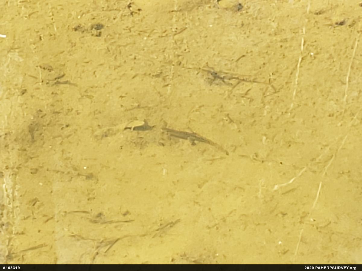 Red-spotted Newt