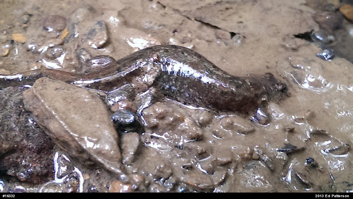 Northern Dusky Salamander