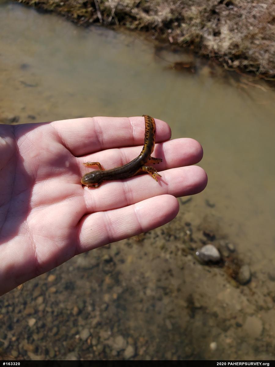 Red-spotted Newt
