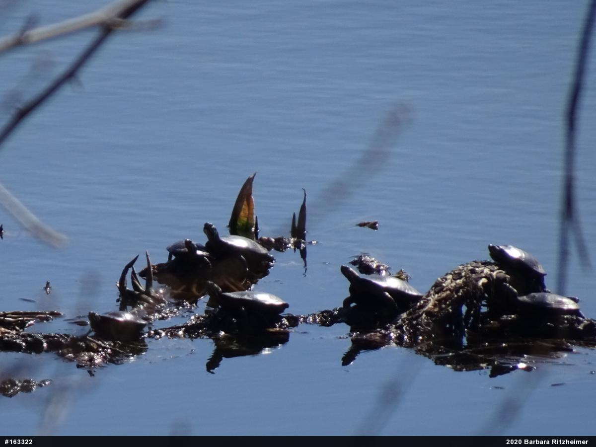 Painted Turtle