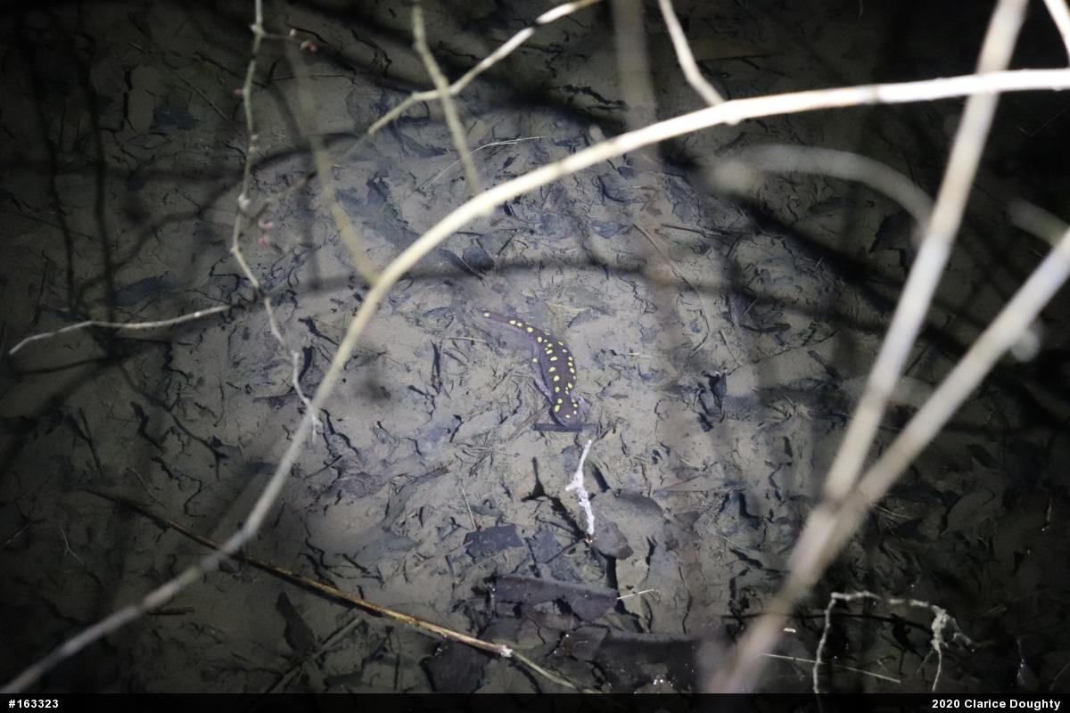 Spotted Salamander