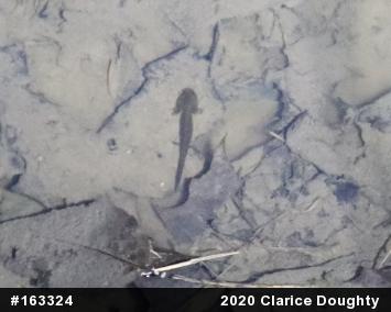 Mole Salamanders