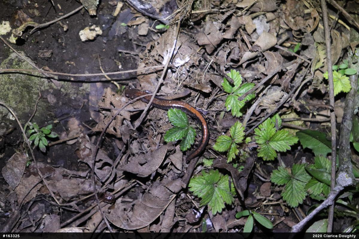 Eastern Red-backed  Salamander