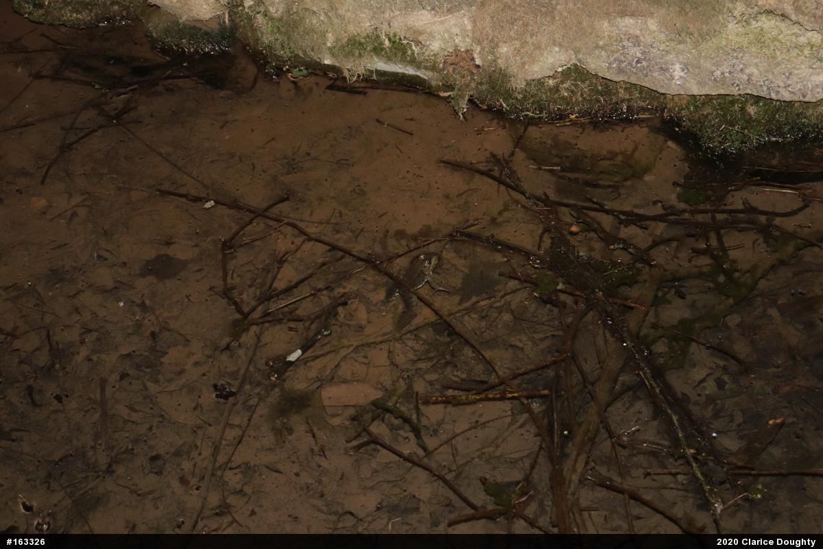 Green Frog