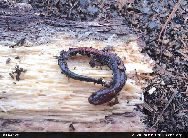 Eastern Red-backed  Salamander