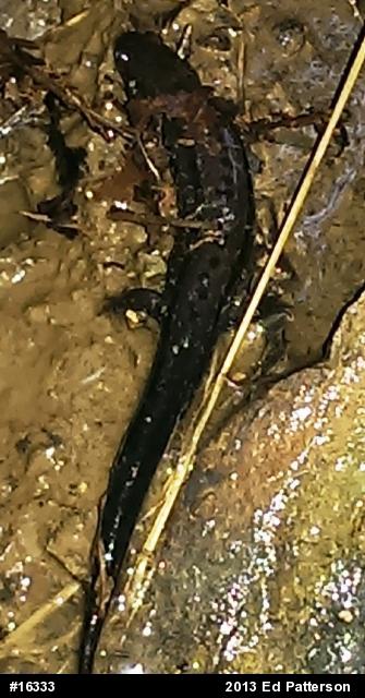 Allegheny Mountain Dusky Salamander