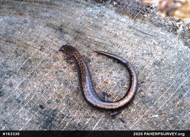 Eastern Red-backed  Salamander