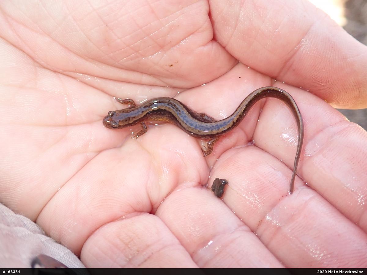 Northern Two-lined Salamander