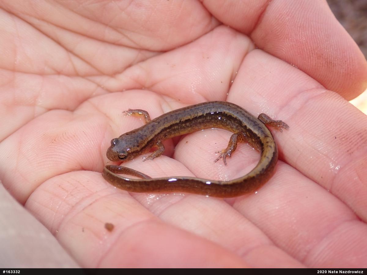 Northern Two-lined Salamander