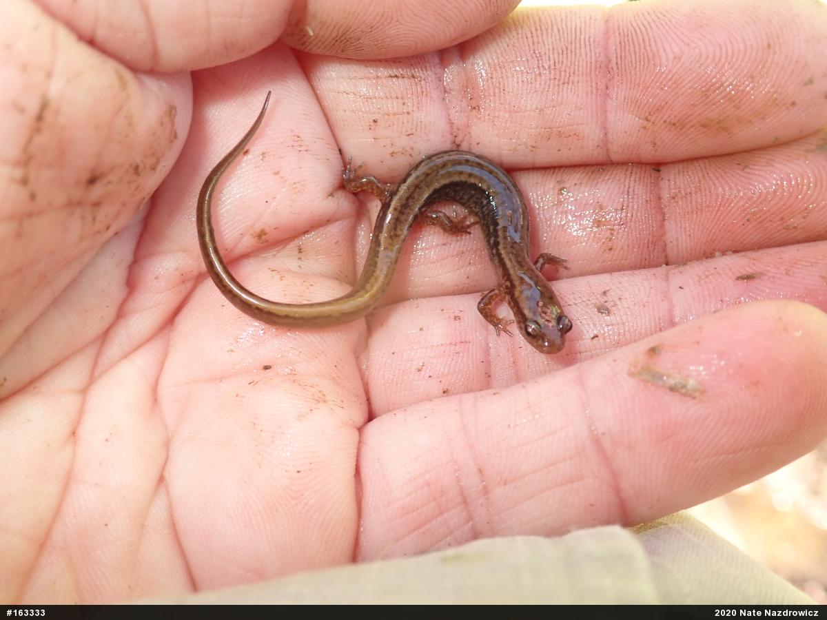 Northern Two-lined Salamander