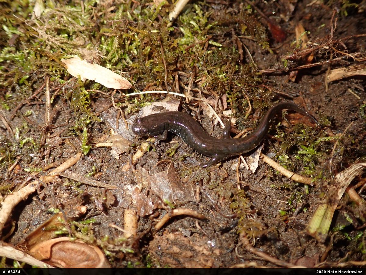 Northern Dusky Salamander