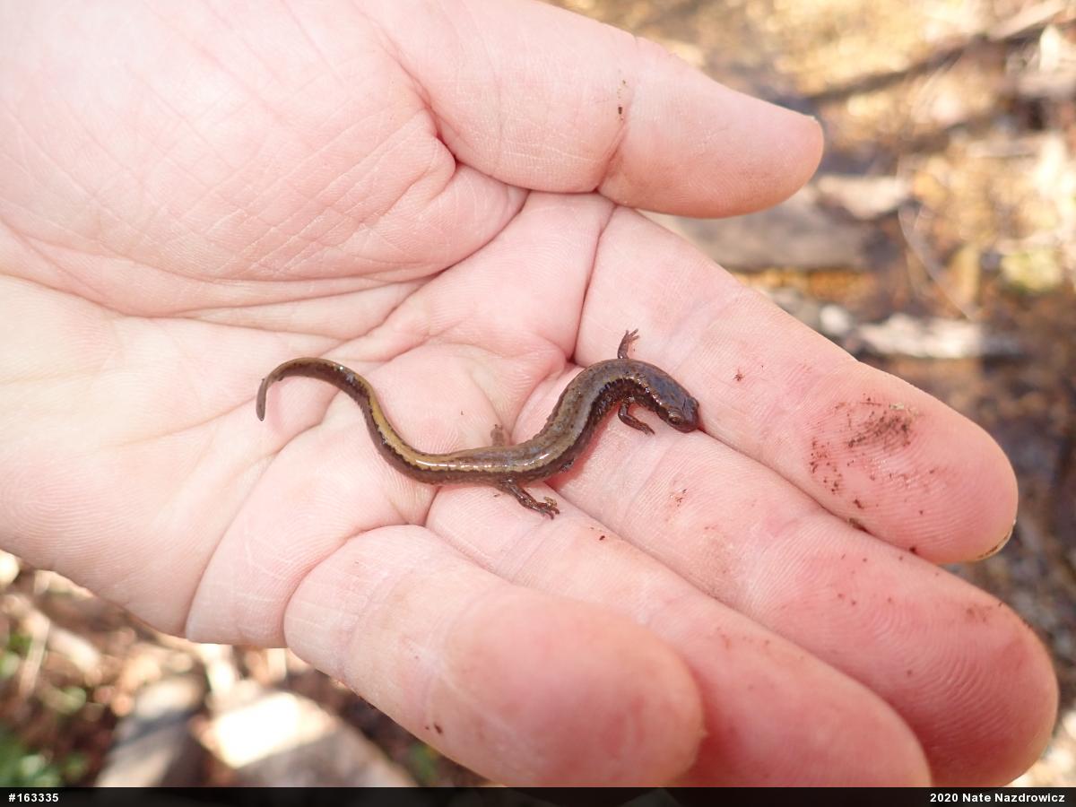 Northern Two-lined Salamander