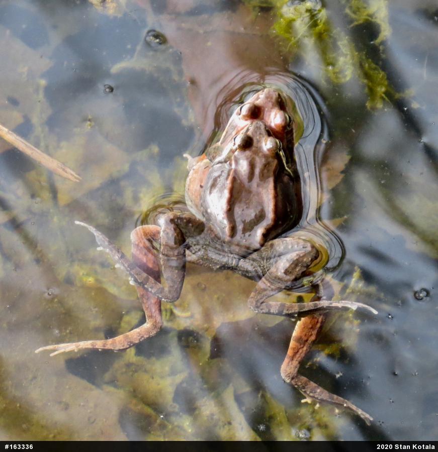 Wood Frog