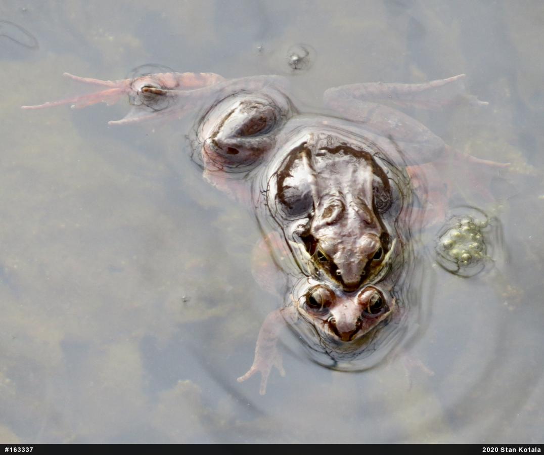 Wood Frog