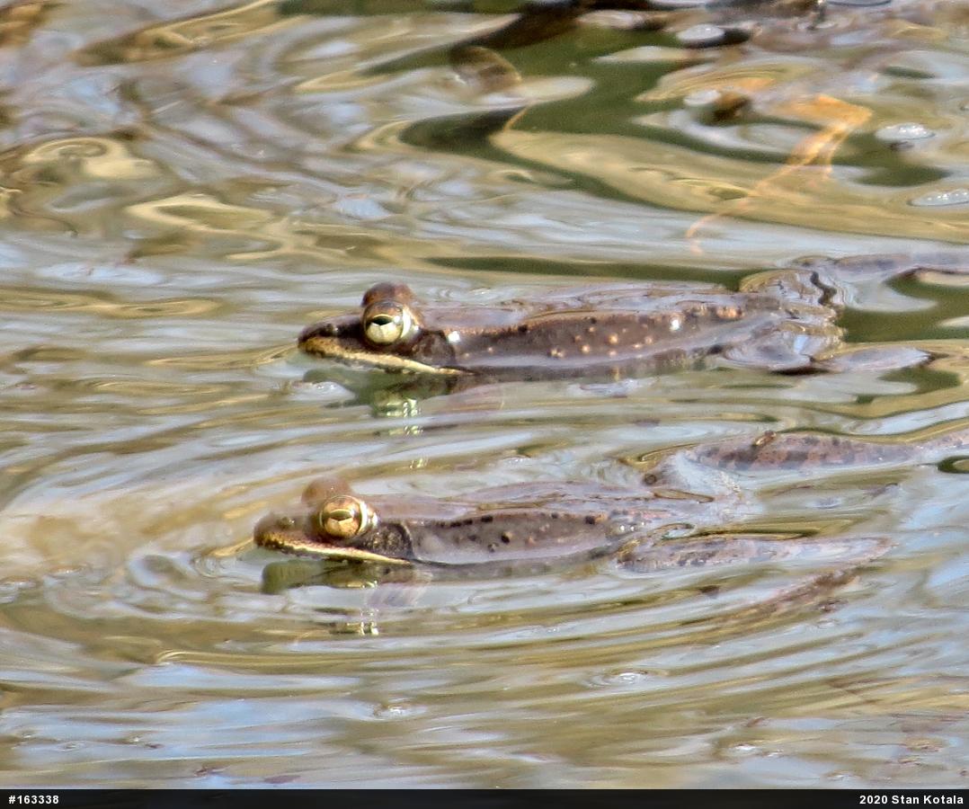 Wood Frog