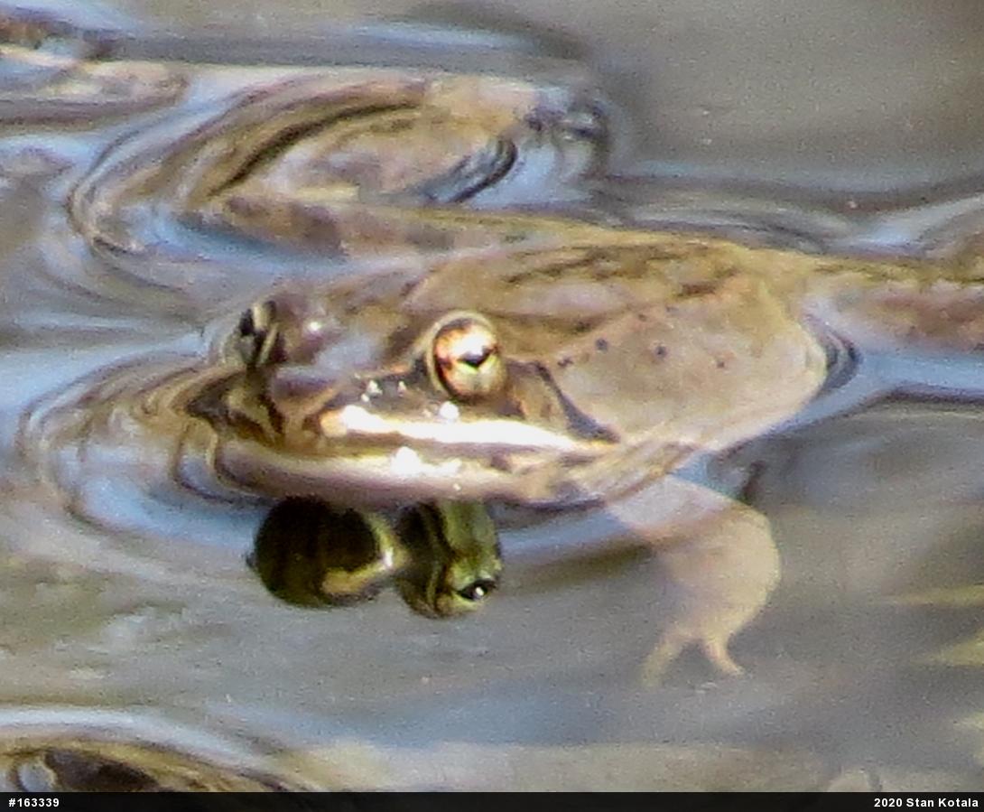 Wood Frog