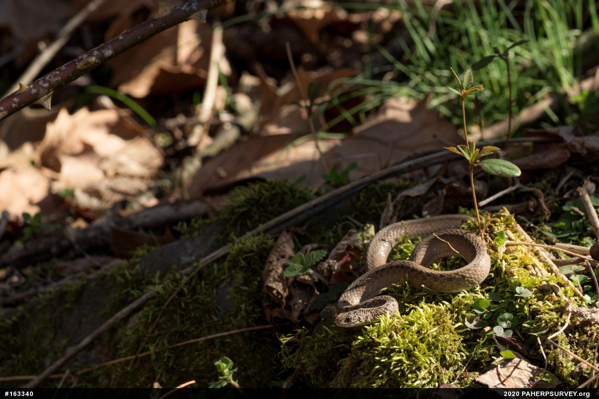 Dekay's Brownsnake