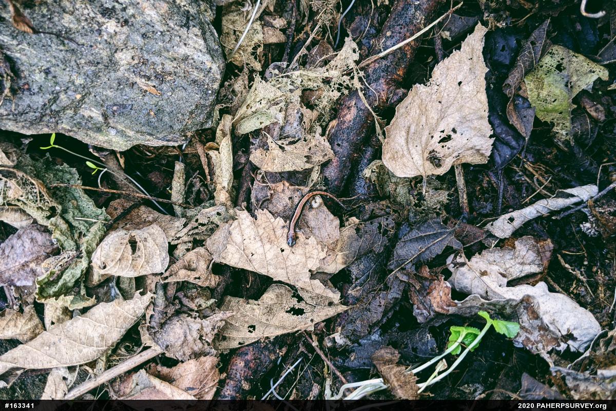Eastern Red-backed  Salamander