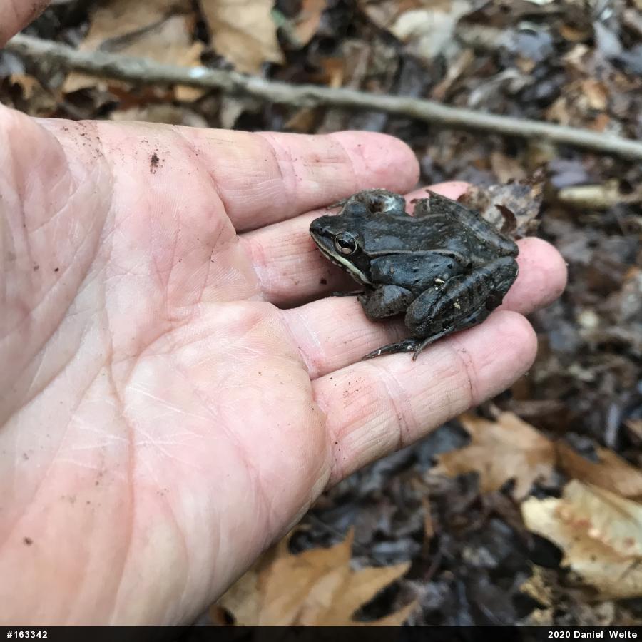 Wood Frog