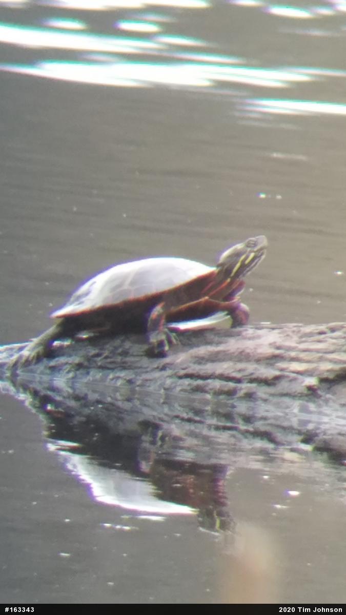Painted Turtle