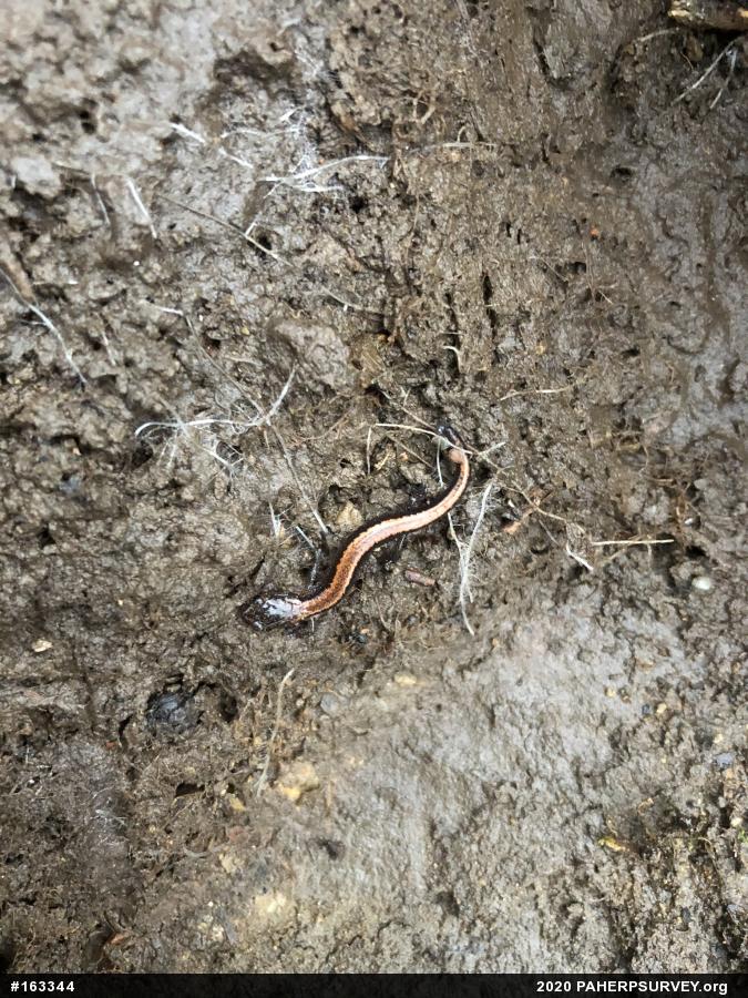 Eastern Red-backed  Salamander