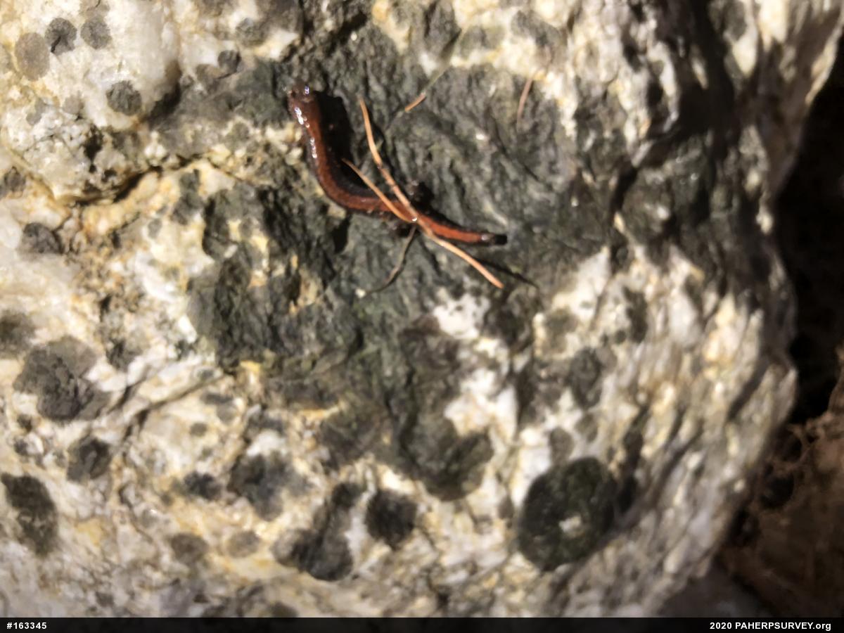 Eastern Red-backed  Salamander
