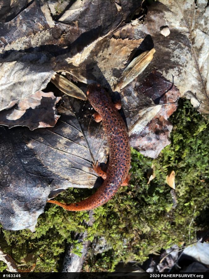 Northern Red Salamander