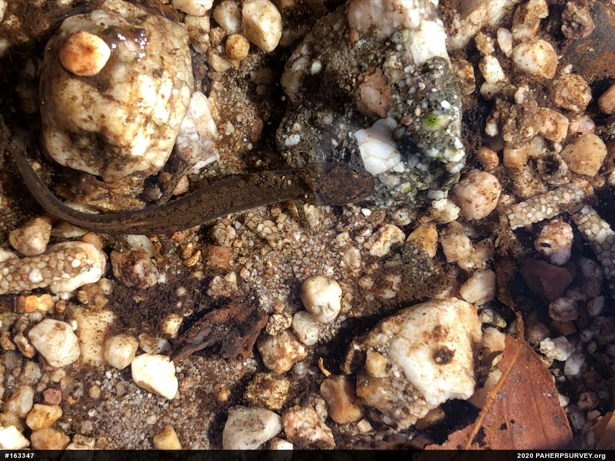 Northern Two-lined Salamander