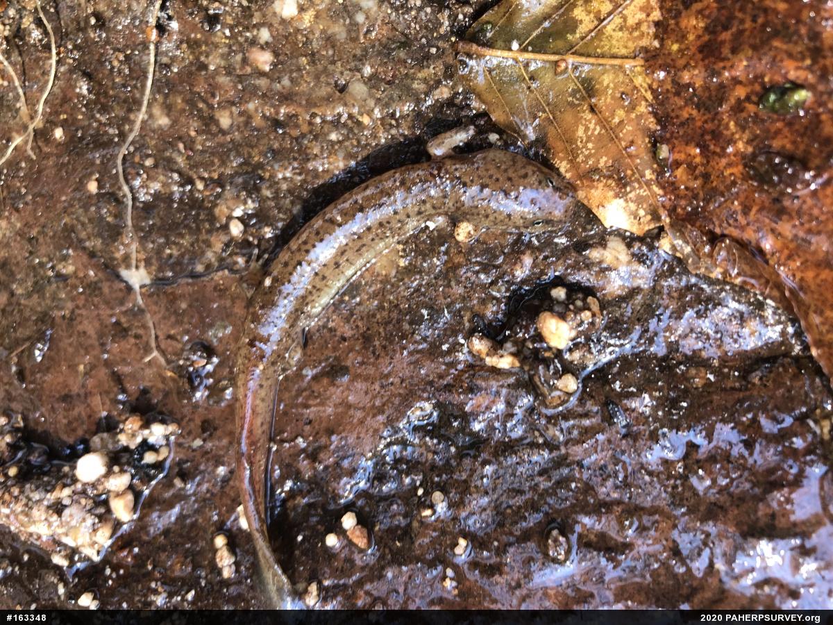Northern Red Salamander