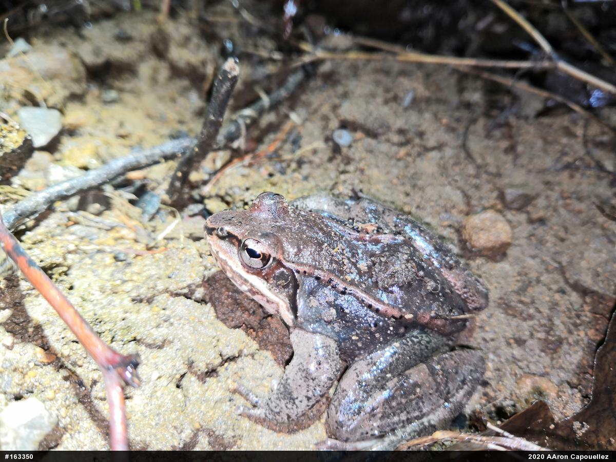 Wood Frog