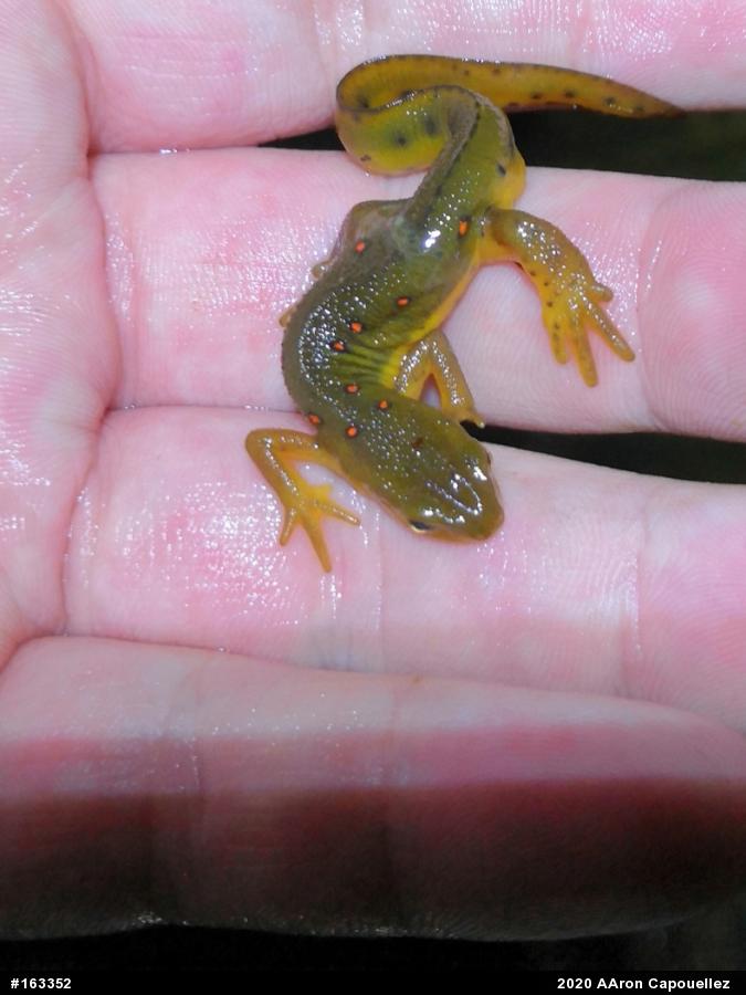 Red-spotted Newt
