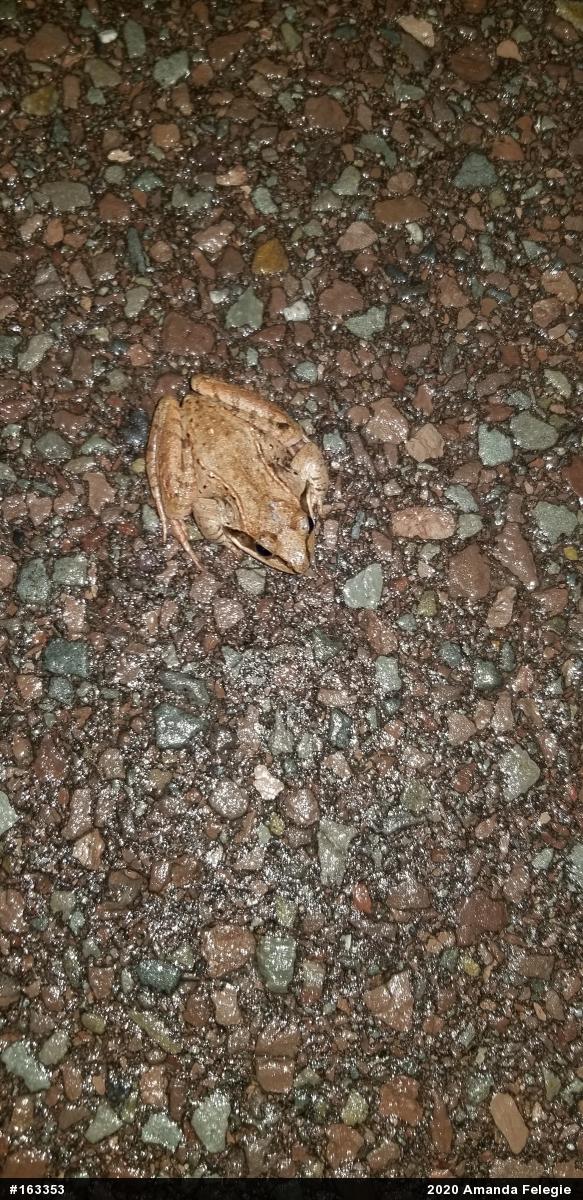 Wood Frog