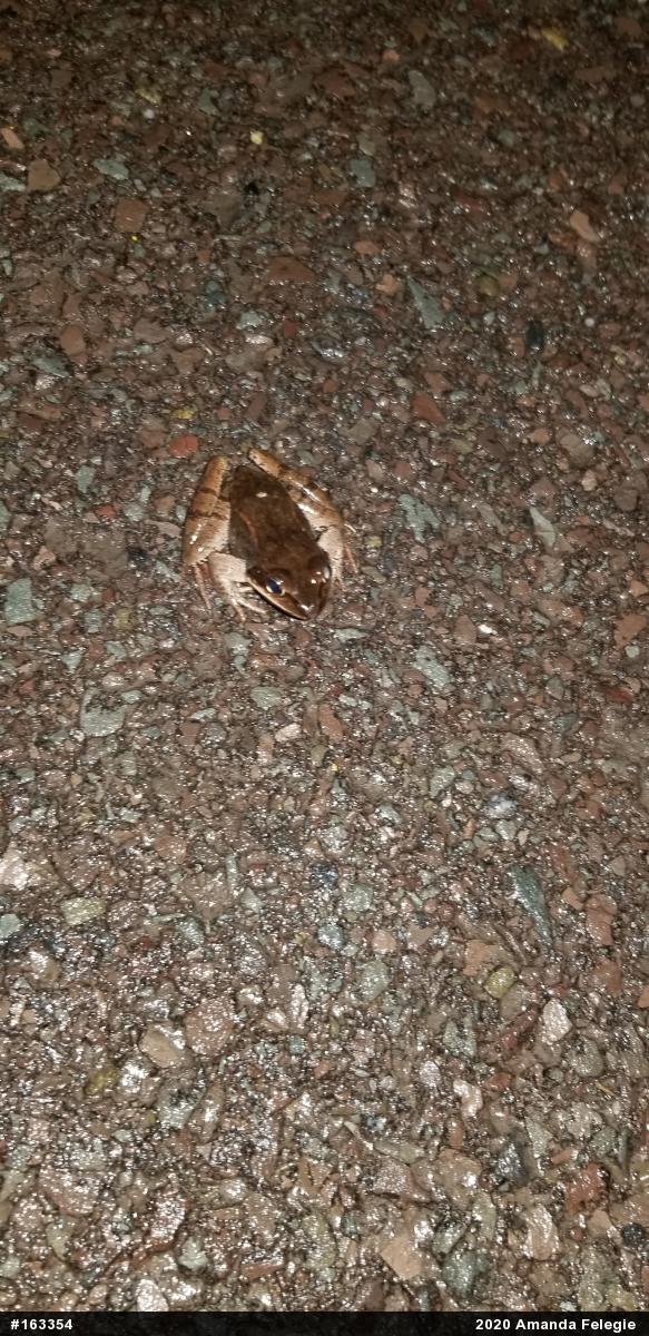 Wood Frog