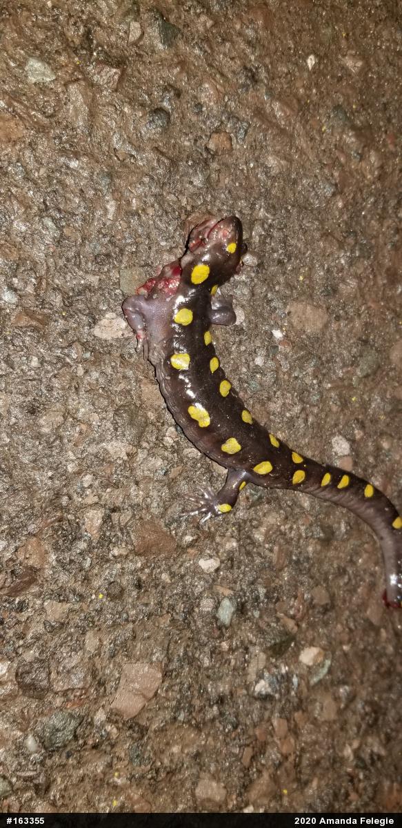 Spotted Salamander